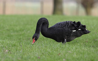 Прекрасны и беззащитны: названа причина возможного вымирания черных лебедей