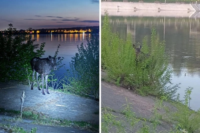 Лосенок, переплывший Каму, второй день на набережной: ответ ученого
