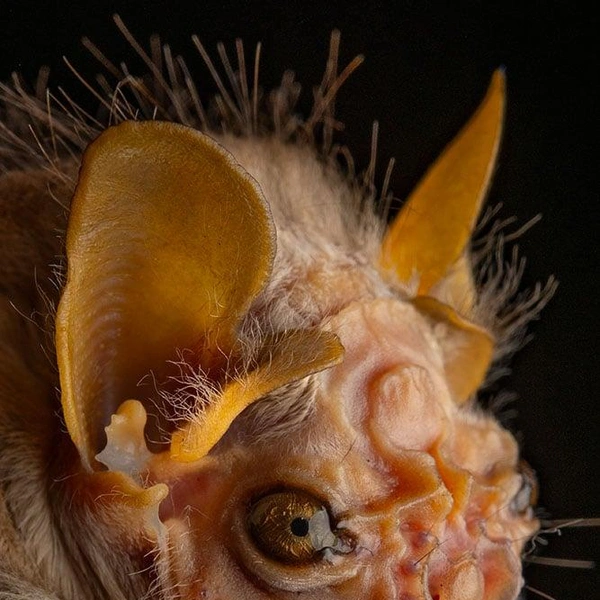 Складчатомордый листонос (Centurio senex) | Источник: José Gabriel Martínez-Fonseca via PetaPixel