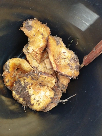 Подмороженные, но хорошие | Источник: Елена Иванова / vk.com