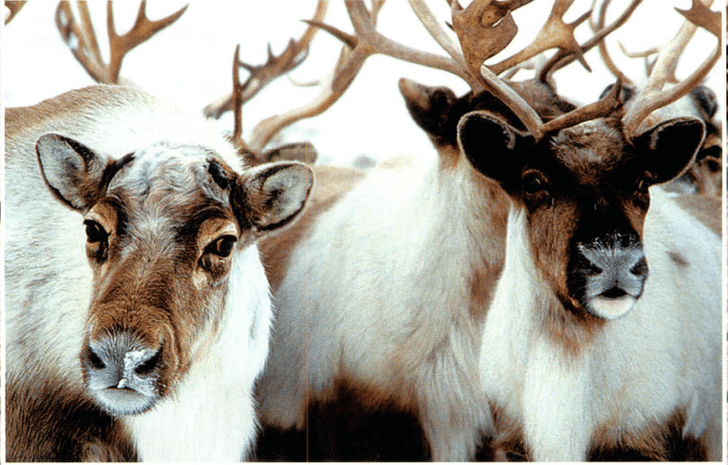Великое кочевье: как северные олени приспособились к суровым условиям жизни
