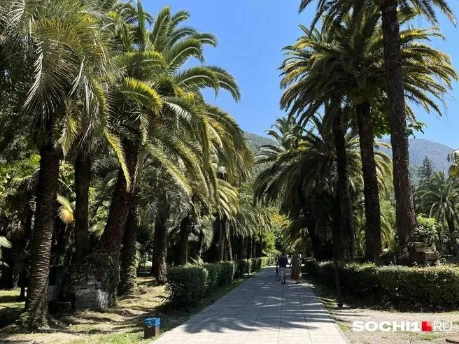 Даже в ноябре в Абхазии много зелени | Источник: Анна Грицевич / SOCHI1.RU