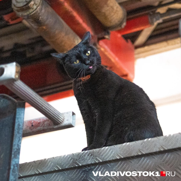 Источник: Елена Буйвол / VLADIVOSTOK1.RU