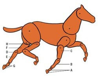 Почему у слона все четыре колена вперед, а у лошади — два вперед и два назад?