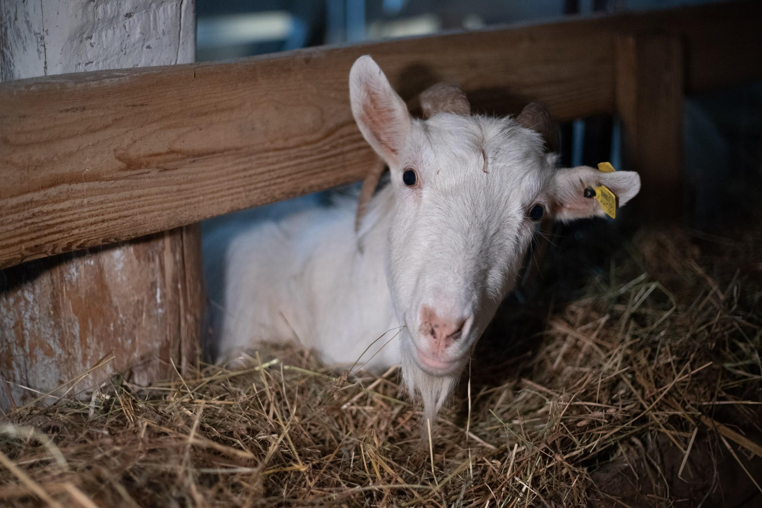 В Кенозерском национальном парке родились четыре козлёнка: посмотрите на малышей