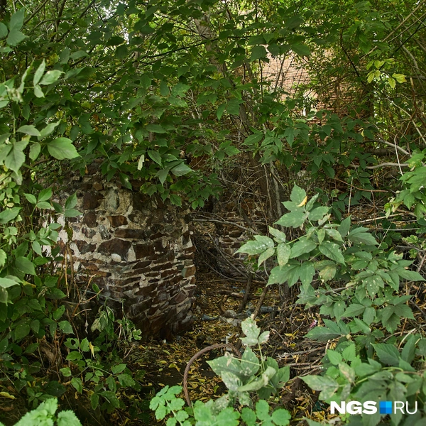 И остатки фундамента, почти невидимые в зарослях кленов | Источник: Александр Ощепков / NGS.ru