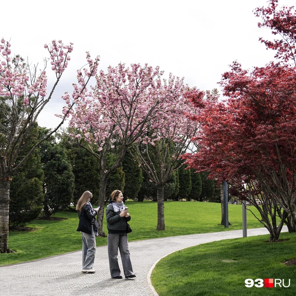 Это декоративная вишня, которая была выведена в Японии  | Источник: Дарья Паращенко / 93.RU