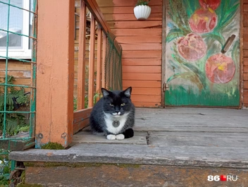 Еще немного кототерапии | Источник: Мария Гришкина / 86.RU