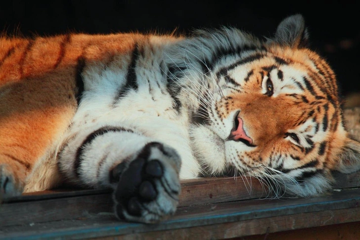 «За грозной внешностью скрывался пугливый ребенок»: в Ленинградском зоопарке умер 16-летний амурский тигр Амадей