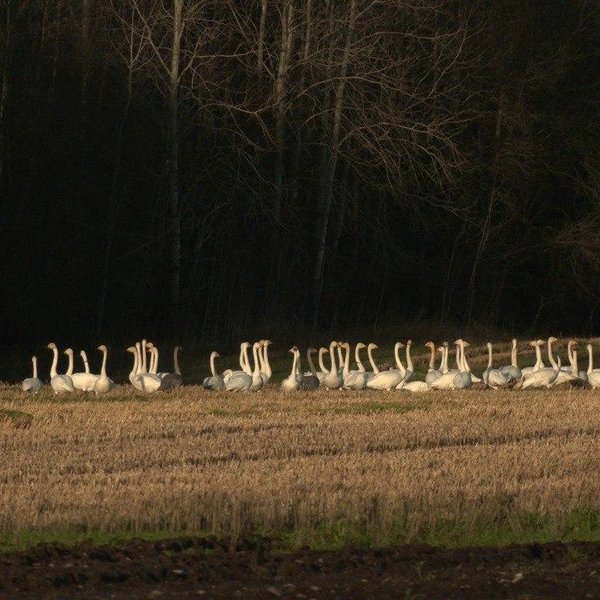 Источник: Павел Глазков / «Каждой твари по паре» 