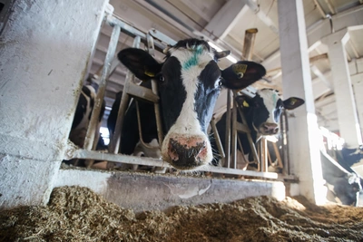 Карантин по бешенству введён в трёх районах