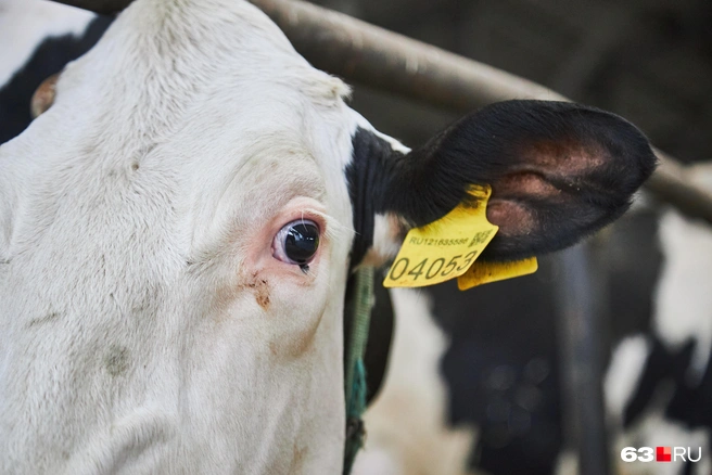 На респондере указан номер коровы&nbsp;— имен у них нет | Источник: Роман Данилкин / 63.RU