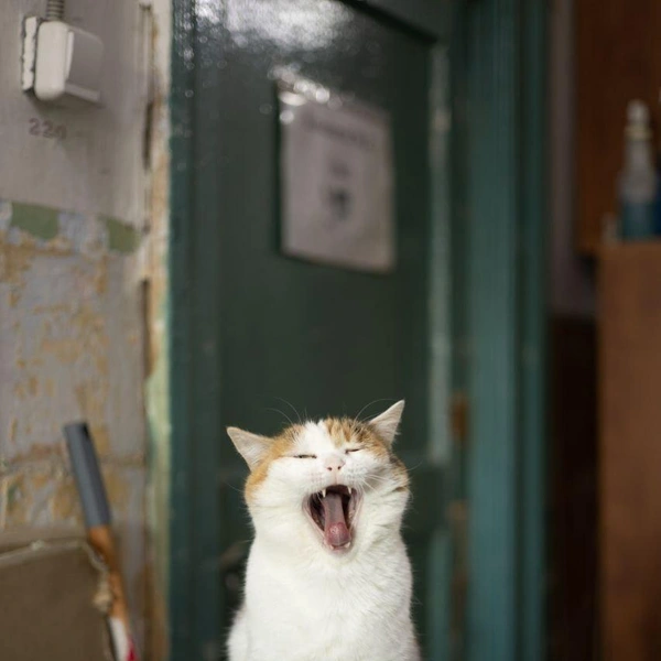 Источник: Елена Гасанова