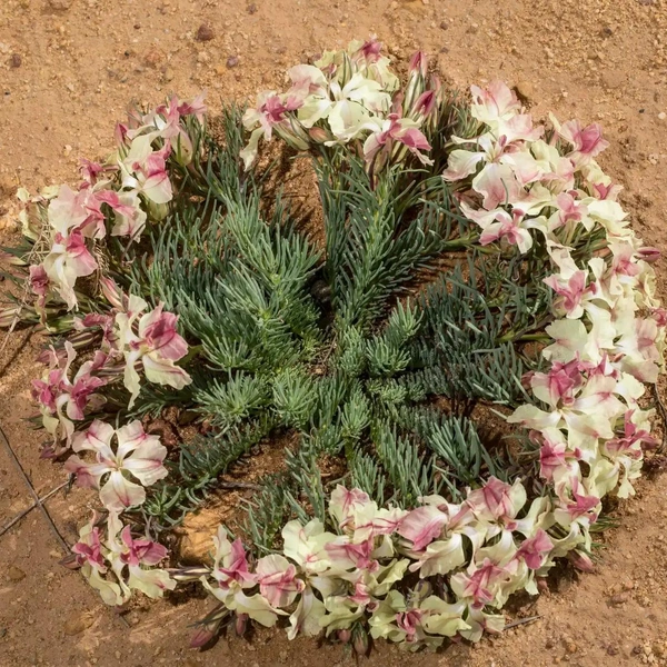 Lechenaultia macrantha из семейства гудениевых | Источник: Pamela Jennings