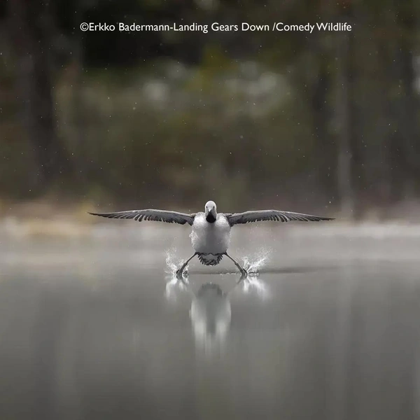 Источник: Nikon Comedy Wildlife Awards