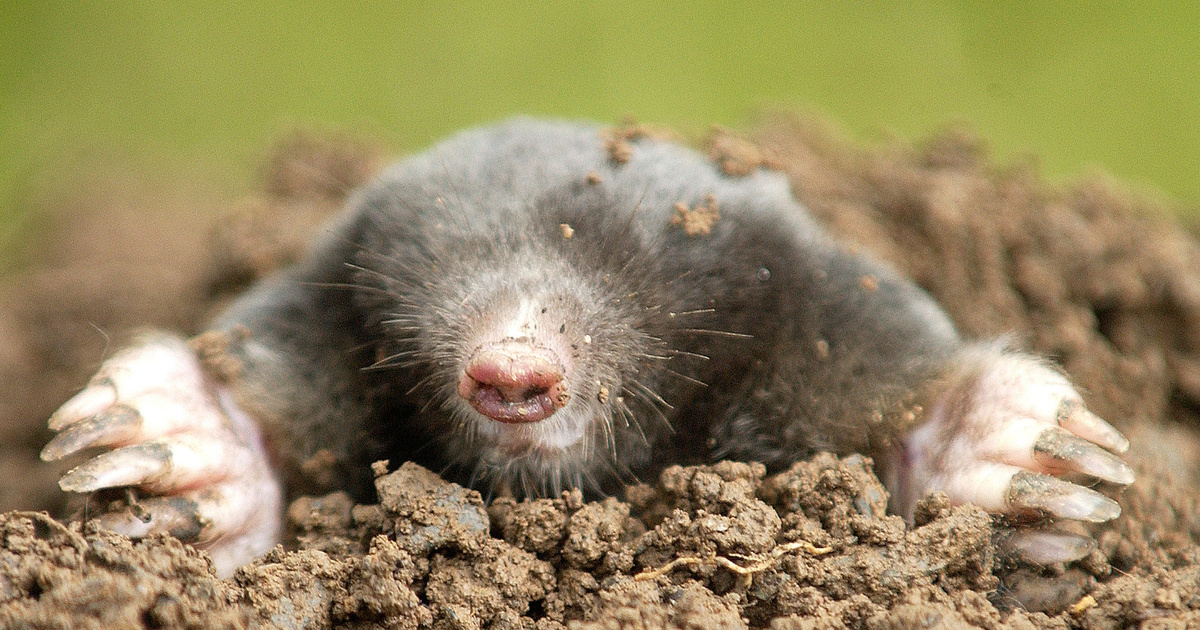 Moles have eyes?