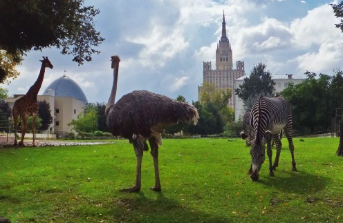 Московский зоопарк приглашает на экскурсию