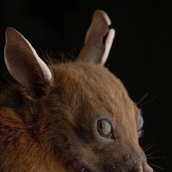 Коротконосый крылан Хорсфилда (Cynopterus horsfieldii) | Источник: José Gabriel Martínez-Fonseca via PetaPixel