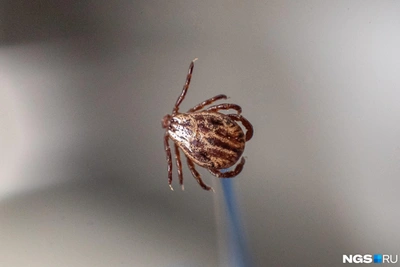 Обработка Перми от клещей: график и куда сдавать