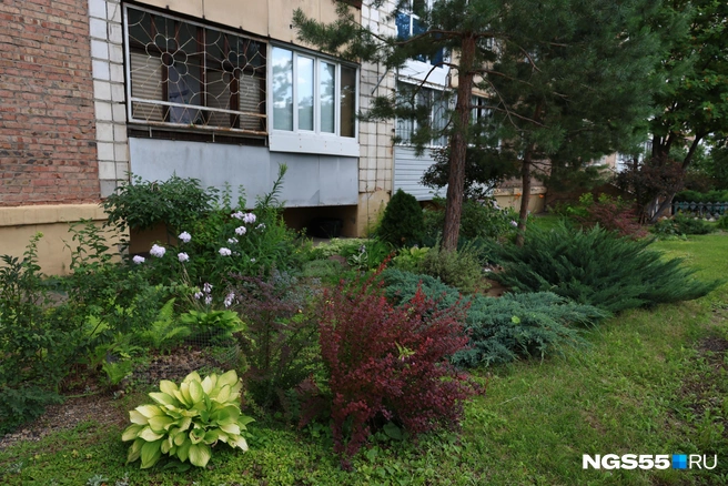 Разноцветные кустарники и благородные молодые сосны | Источник: Евгений Софийчук / NGS55.RU