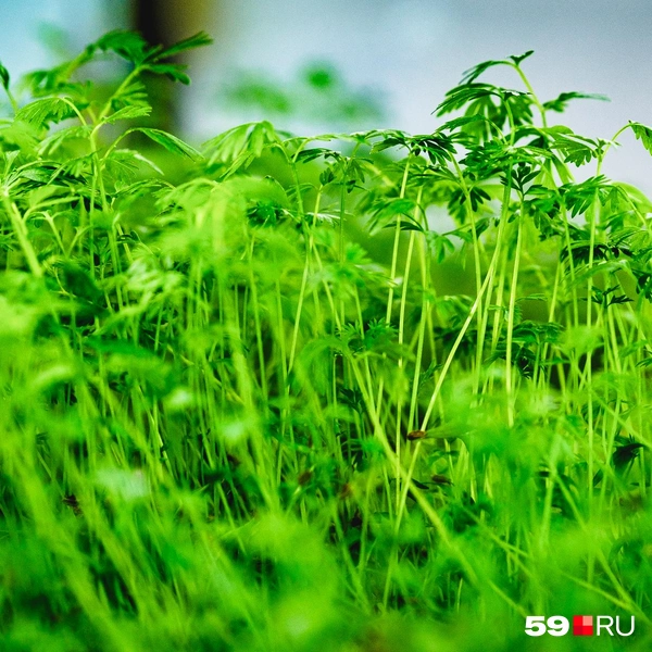 А так выглядит морковь. Это съедобная травка | Источник: Тимофей Калмаков / 59.RU