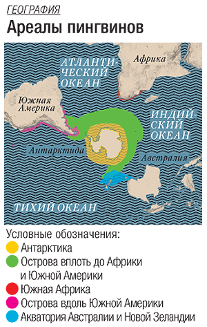 Солидные предки