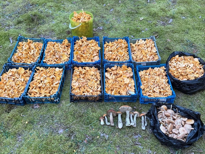 Лисички в районе Спасска | Источник: Группа VK «Грибы и грибники Рязани».