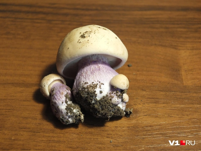 Синеножка стыдливо пряталась в листве, пока ее не обнаружили и не съели | Источник: Константин Завриков / V1.RU