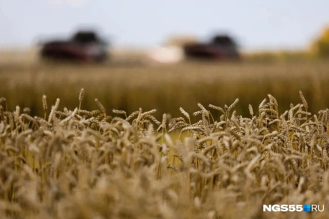 Зерном забиты все склады и элеваторы | Источник: Евгений Софийчук / NGS55/RU