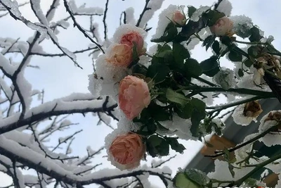 Снегопады в Сочи достигли опасного уровня: когда тепло?