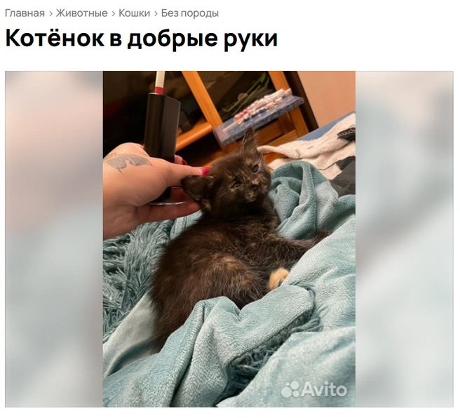 Дайте поспать! | Источник: Avito.ru