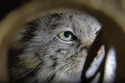 Невеста для Шу: самка манула прибыла из Барнаула