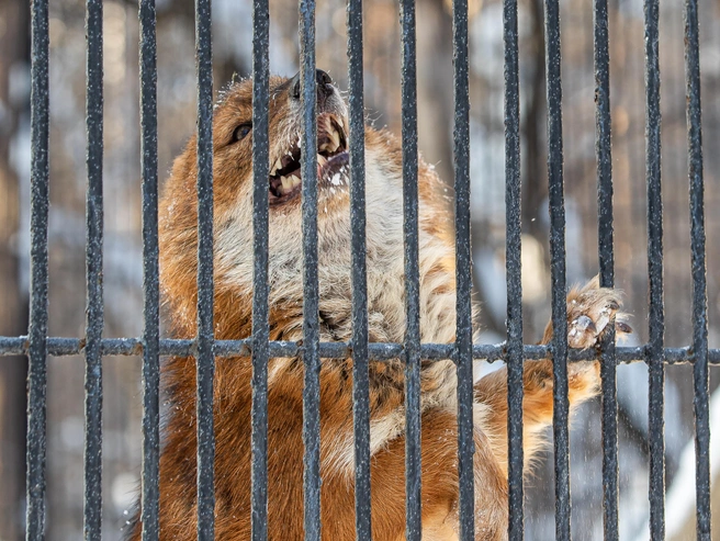 Частыми переносчиками выступают лисицы | Источник: Иллюстративное фото
