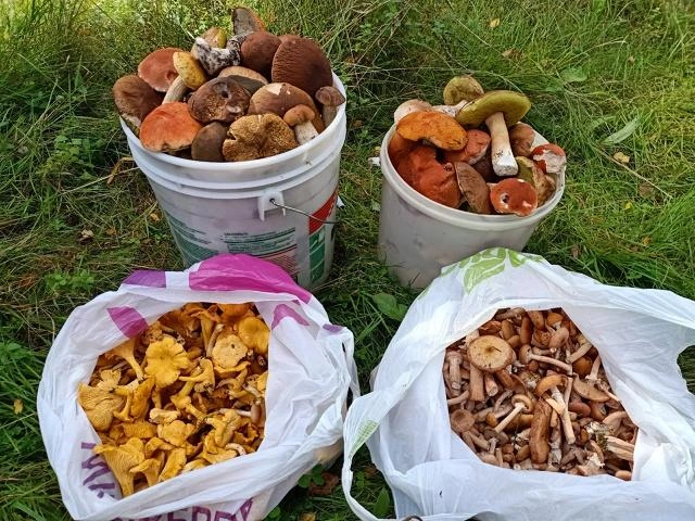 Улов грибника в Шатурском округе  | Источник: Вальдемар Б. / Грибы в Подмосковье 2025 / VK.com