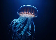 2-летний малыш из Хабаровска умер после укуса медузы во время отдыха в Малайзии: врачи спасали его 4 дня