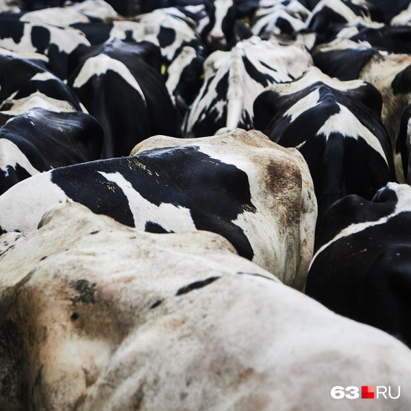 Источник: Роман Данилкин / 63.RU