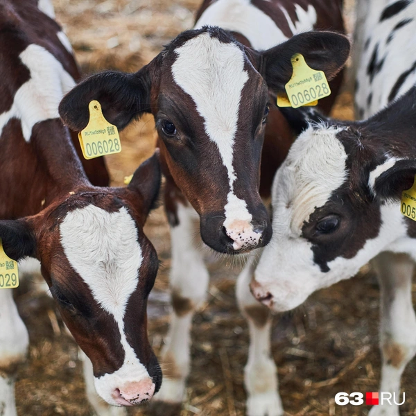 Источник: Роман Данилкин / 63.RU