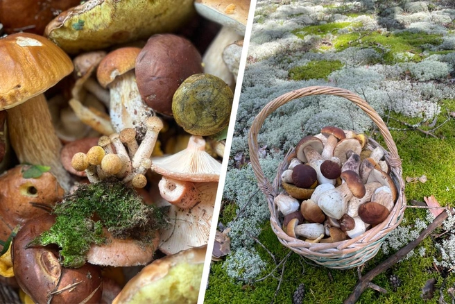 Опубликована карта грибных мест Подмосковья | Источник: «Грибы и Грибники Подмосковья» / vk.com