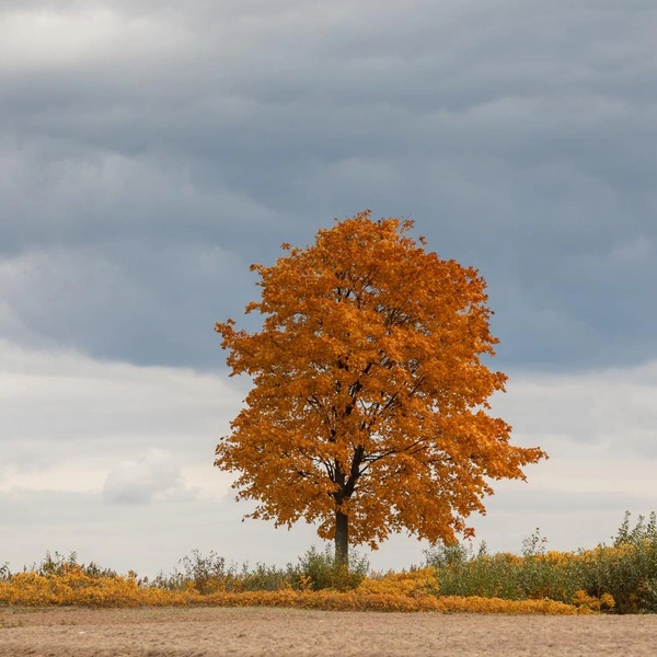 Источник: PH2/PH2музей-заповедник «Петергоф»