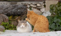 10 cамых смешных фото котов-рыжиков за всю историю конкурсов Comedy Pet Photography Awards и Pet Photography Awards