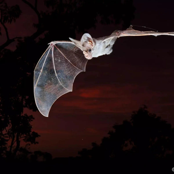 Победитель в номинации «Угрожаемые виды» | Источник: Etienne Littlefair / Australian Geographic Nature Photographer 2025