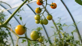 Помидоры в теплице не краснеют: что делать