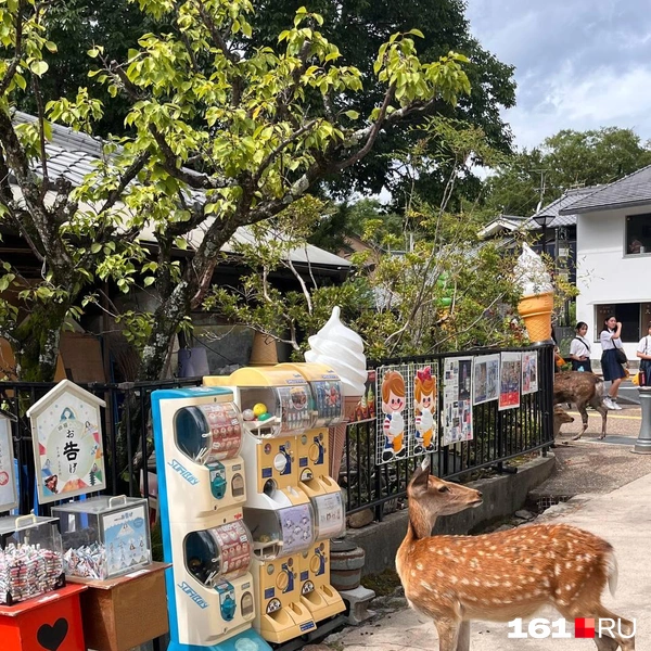 Источник: читатель 161.RU