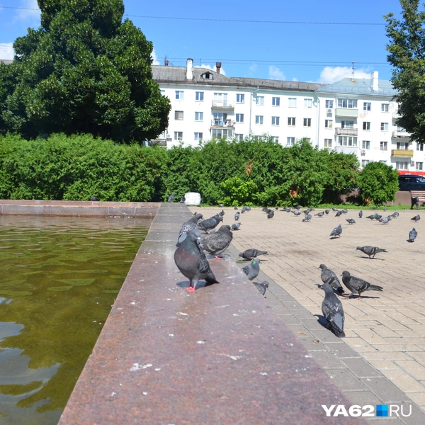 Не только дети, но и голуби любят этот фонтан | Источник: Светлана Коновалова / YA62.RU
