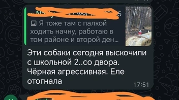 По словам жителей, собак снова стало много | Источник: Анастасия Ш.