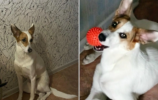 Кэйси потерялась 31 декабря | Источник: «Бюро находок Новосибирска» / Vk.com