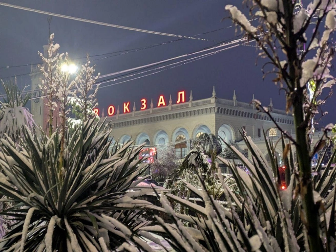Даже вечнозеленые пальмы увидели белый Новый год. Природа поставила эксперимент, а жители и туристы стали его участниками | Источник: Витязь Оксана / SOCHI1.RU