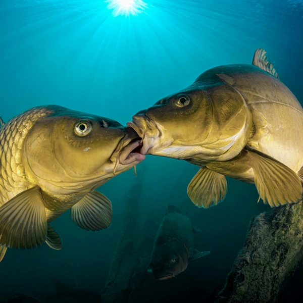 Финалист в номинации «Подводная съемка» | Источник: Ferenz Lorincz / European Wildlife Photographer of the Year 2025
