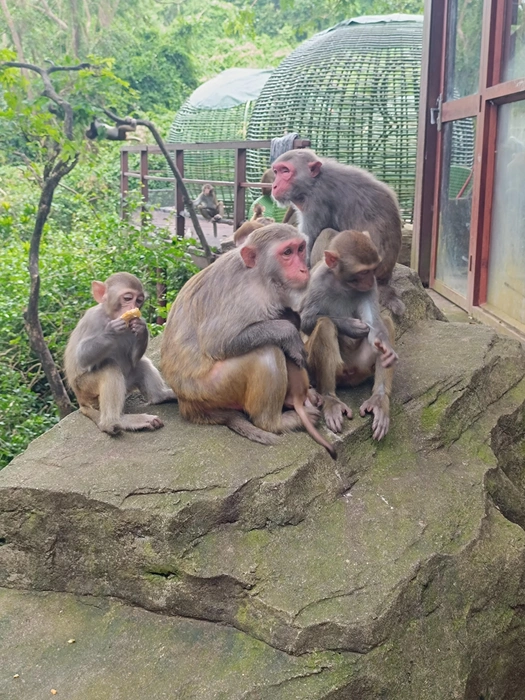 Сколько обезьян на фото? | Источник: предоставлено героями публикации