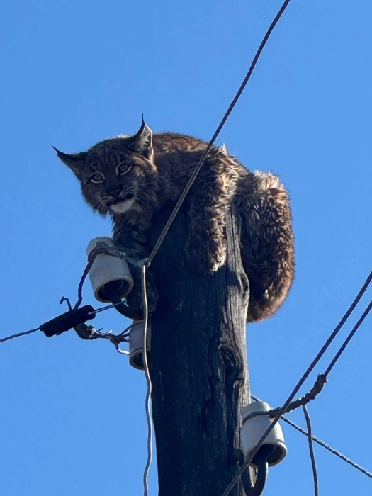 Дикая кошка взобралась на столб | Источник: «БЛАГОДАР Новокручининский» / Telegram